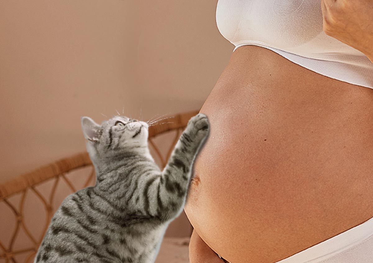Кошка и беременная – можно ли жить на одной территории?