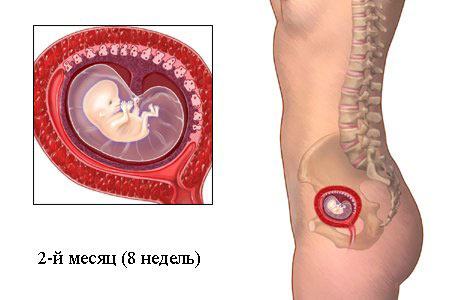Беременность Срок 2 Недели Фото