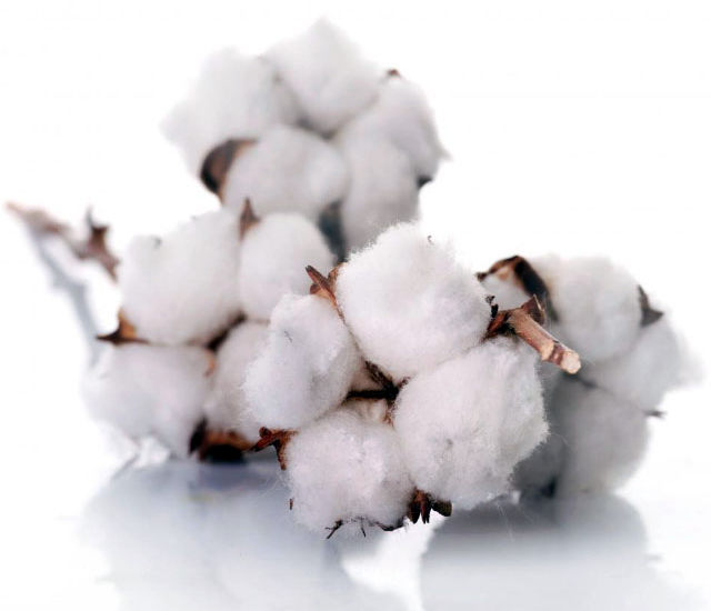Cotton-which-is-often-used-to-make-muslin.jpg