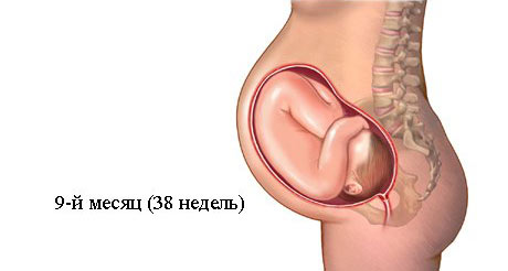 9 Месяц Беременности Фото